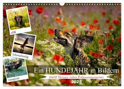 Ein Hundejahr in Bildern (Wandkalender 2025 DIN A3 quer), CALVENDO Monatskalender