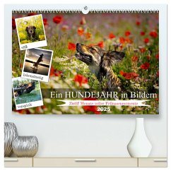 Ein Hundejahr in Bildern (hochwertiger Premium Wandkalender 2025 DIN A2 quer), Kunstdruck in Hochglanz - Calvendo;Pelz, Daniel