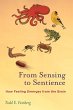 From Sensing to Sentience - Bild 1