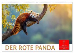 Der Rote Panda (Wandkalender 2025 DIN A2 quer), CALVENDO Monatskalender - Calvendo;Roder, Peter