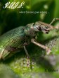 Bugs (eBook, ePUB) - Bild 1