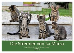 Die Streuner von La Marsa (Wandkalender 2025 DIN A2 quer), CALVENDO Monatskalender