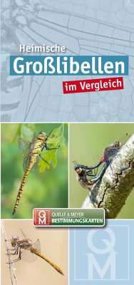 Heimische Großlibellen im Vergleich