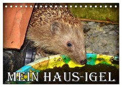 Mein Haus-Igel (Tischkalender 2025 DIN A5 quer), CALVENDO Monatskalender