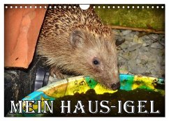 Mein Haus-Igel (Wandkalender 2025 DIN A4 quer), CALVENDO Monatskalender