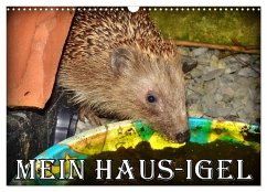 Mein Haus-Igel (Wandkalender 2025 DIN A3 quer), CALVENDO Monatskalender