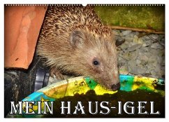 Mein Haus-Igel (Wandkalender 2025 DIN A2 quer), CALVENDO Monatskalender