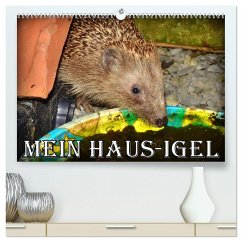 Mein Haus-Igel (hochwertiger Premium Wandkalender 2025 DIN A2 quer), Kunstdruck in Hochglanz - Calvendo;Löwis of Menar, Henning von