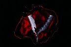 Bleeders (Ep)