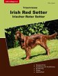 Traumrasse Irish Red Setter - Bild 1