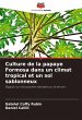 Culture de la papaye Formosa dans un... - Bild 1
