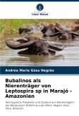 Bubalinos als Nierenträger von Leptospira sp in Marajó - Amazonien