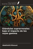 Glándulas suprarrenales bajo el impacto de los rayos gamma