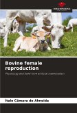 Bovine female reproduction