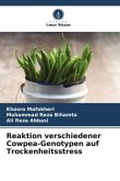 Reaktion verschiedener Cowpea-Genotypen auf Trockenheitsstress