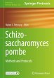 Schizosaccharomyces pombe - Bild 1