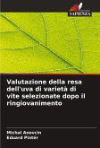 Valutazione della resa dell'uva di varietà di vite selezionate dopo il ringiovanimento