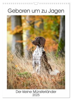 Geboren um zu Jagen. Der kleine Münsterländer (Wandkalender 2025 DIN A3 hoch), CALVENDO Monatskalender