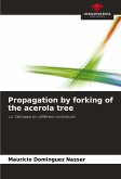 Propagation by forking of the acerola tree