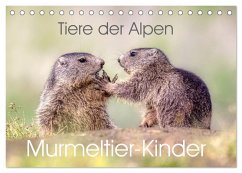 Tiere der Alpen - Murmeltier-Kinder (Tischkalender 2025 DIN A5 quer), CALVENDO Monatskalender