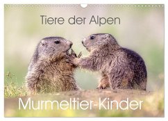 Tiere der Alpen - Murmeltier-Kinder (Wandkalender 2025 DIN A3 quer), CALVENDO Monatskalender