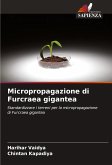 Micropropagazione di Furcraea gigantea