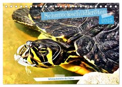 Schmuckschildkröten - Schmuckstücke der Natur (Tischkalender 2025 DIN A5 quer), CALVENDO Monatskalender