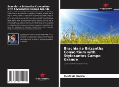 Brachiaria Brizantha Consortium with Stylosantes Campo Grande - Garcia, Gustavio