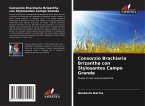 Consorzio Brachiaria Brizantha con Stylosantes Campo Grande