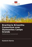 Brachiaria Brizantha Consortium avec Stylosantes Campo Grande