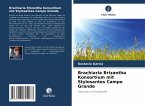 Brachiaria Brizantha Konsortium mit Stylosantes Campo Grande