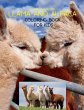 Llama and Alpaca Coloring Book for Kids - Bild 1