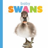 Baby Swans Baby Swans