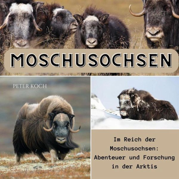 Moschusochsen