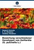 Bewertung verschiedener Genotypen von Gaillardia (G. pulchella L.)