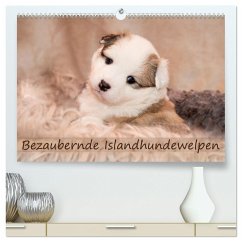 Bezaubernde Islandhundewelpen (hochwertiger Premium Wandkalender 2025 DIN A2 quer), Kunstdruck in Hochglanz