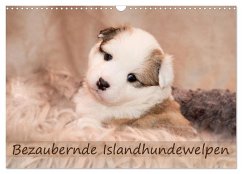 Bezaubernde Islandhundewelpen (Wandkalender 2025 DIN A3 quer), CALVENDO Monatskalender