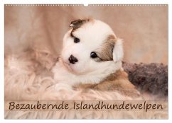 Bezaubernde Islandhundewelpen (Wandkalender 2025 DIN A2 quer), CALVENDO Monatskalender - Calvendo;Scheurer, Monika