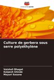 Culture de gerbera sous serre polyéthylène