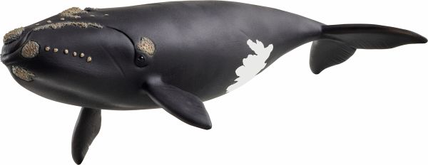 Schleich 14878 - Wild Life, Nordatlantischer Glattwal, Tierfigur, Länge: 19,5 cm Schleich 14878 - Wild Life, Nordatlantischer Glattwal, Tierfigur, Länge: 19,5 cm