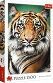 Puzzle 1500 - Portrait eines Tiger's