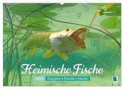 Heimische Fische: Karpfen, Forelle, Hecht (Wandkalender 2025 DIN A2 quer), CALVENDO Monatskalender - Calvendo