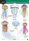 Jellyfish and allies of the British and Irish Coast Jellyfish and allies of the British and Irish Coast