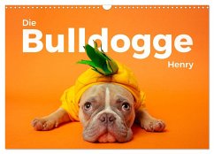 Die Bulldogge Henry (Wandkalender 2025 DIN A3 quer), CALVENDO Monatskalender - Calvendo;Scott, M.