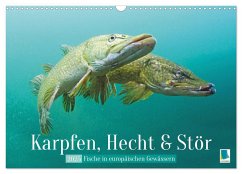 Karpfen, Hecht und Stör: Fische in europäischen Gewässern (Wandkalender 2025 DIN A3 quer), CALVENDO Monatskalender