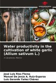 Water productivity in the cultivation of white garlic (Allium sativum L.)