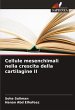 Cellule mesenchimali nella crescita... - Bild 1