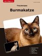 Traumrasse Burmakatze - Bild 1