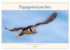 Papageientaucher - Farbenfrohe Flieger der Natur (Wandkalender 2025 DIN A4 quer), CALVENDO Monatskalender