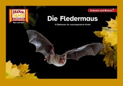 Die Fledermaus / Kamishibai Bildkarten